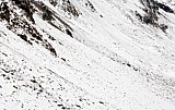 16.7.2008 Val Languard - Sommerschnee.<br />- Etwas unterhalb des Gipfels des Piz Languard, der Blick erfasst den nchsten Wegabschnitt zum Fuorcla Pischa. Mitten im Sommer wurde die Traversierung dieser sanft auslaufenden Gerllbschung ber Nacht mit frischem Schnee in ein krftiges Wei getaucht. Der Weg jedoch blieb und verliert sich auch im hinteren Teil nicht gnzlich. Fuspuren zeigen, dass diese Welt vor kurzer Zeit betreten wurde.