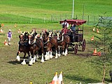 Rechtzeitug zu Hause - Zugpferde - 6 Spnner Shire-Horses. 6 unabhngige Zgel verlangt grosse Routine