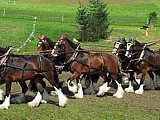 Rechtzeitug zu Hause - Zugpferde - 6 Spnner Shire-Horses. 6 unabhngige Zgel verlangt grosse Routine