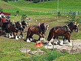 Rechtzeitug zu Hause - Zugpferde - 6 Spänner Shire-Horses. 6 unabhängige Zügel verlangt grosse Routine