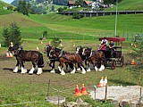 Rechtzeitug zu Hause - Zugpferde - 6 Spänner Shire-Horses. 6 unabhängige Zügel verlangt grosse Routine