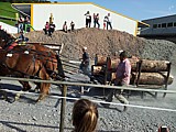 Rechtzeitug zu Hause - Zugpferde - Zugleistung 4-spännig. Pferde ca 2900kg, Schlitten mit den Holzstämmen ca 2300kg