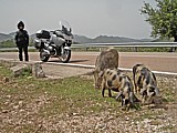 Sardinien - Halbwilschweine